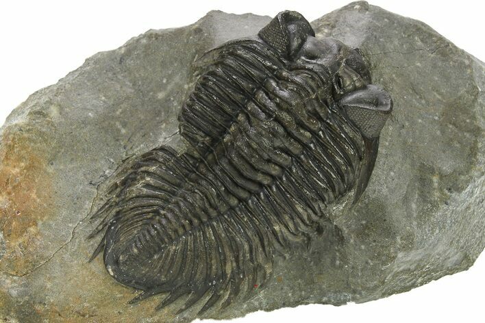 Large Coltraneia Trilobite Fossil - Huge Faceted Eyes #273802